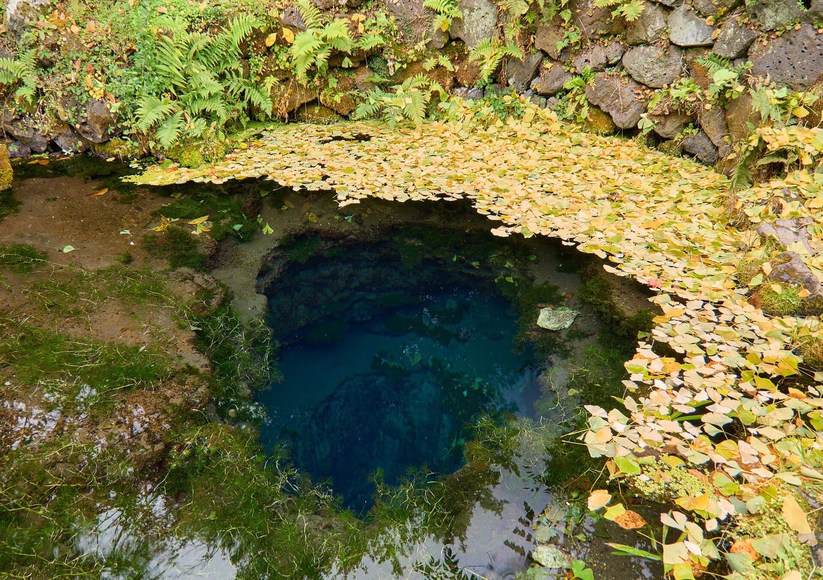 A deep blue spring pond edged with water plants, half covered with fallen yellow ginkgo leaves, below a mossy stone wall with ferns