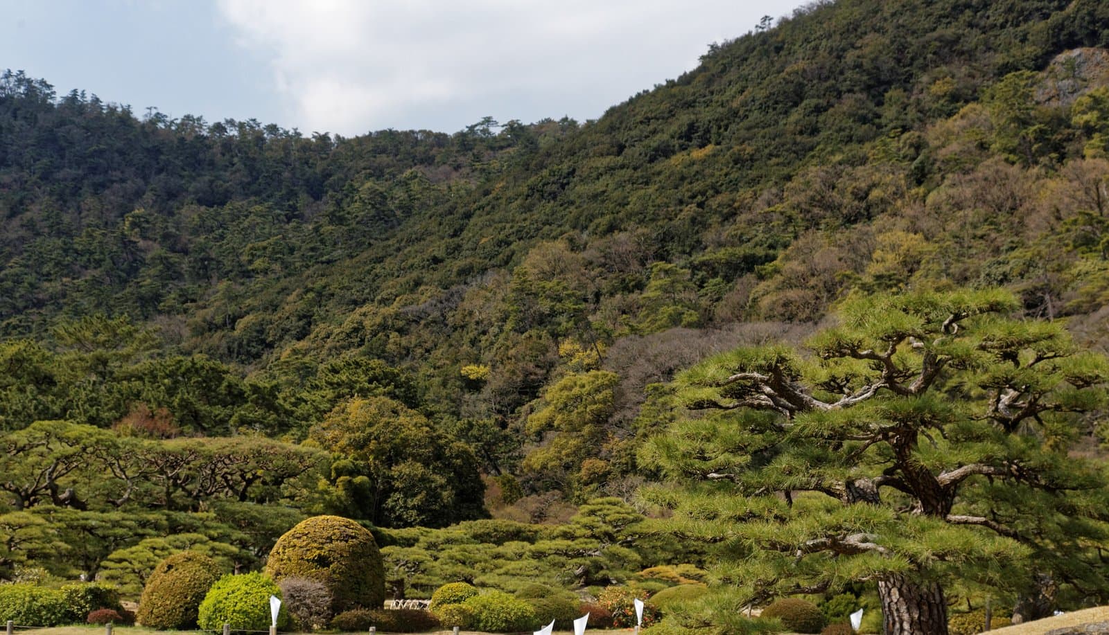 以樹木茂密的山為背景、修整過的松樹與灌木的庭園