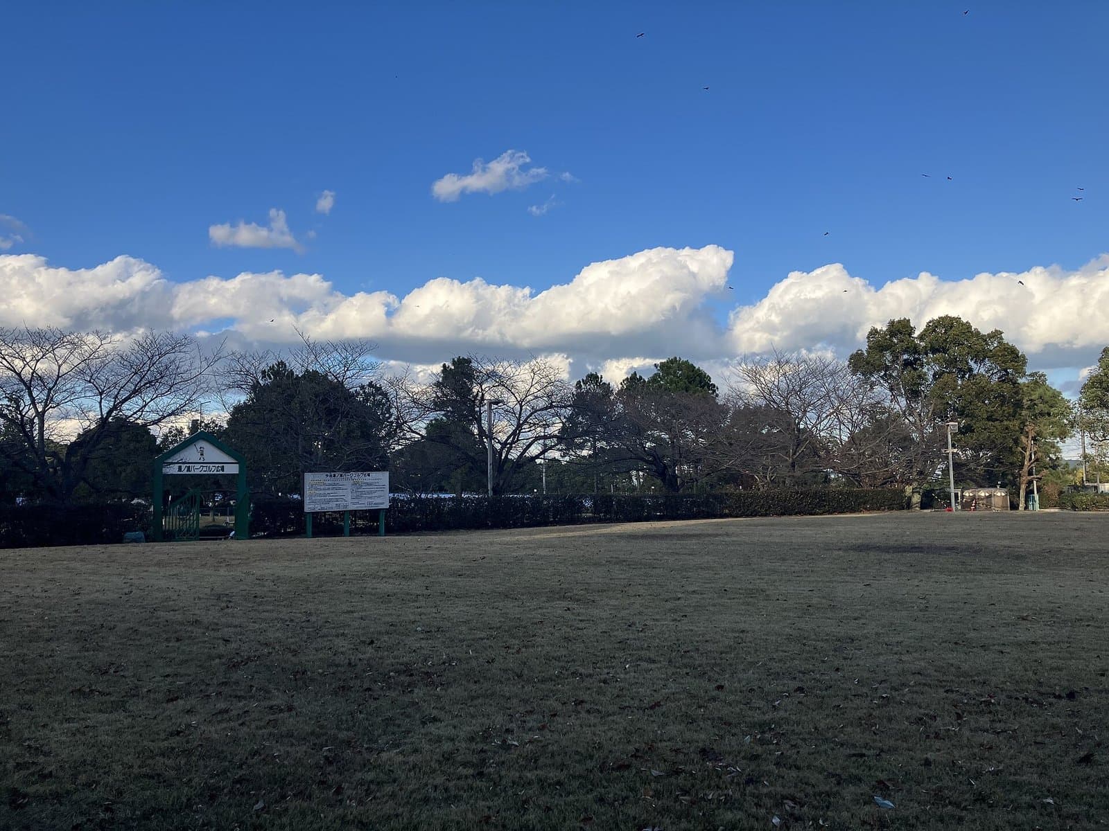A wide lawn in a park with bare and evergreen trees under a blue sky