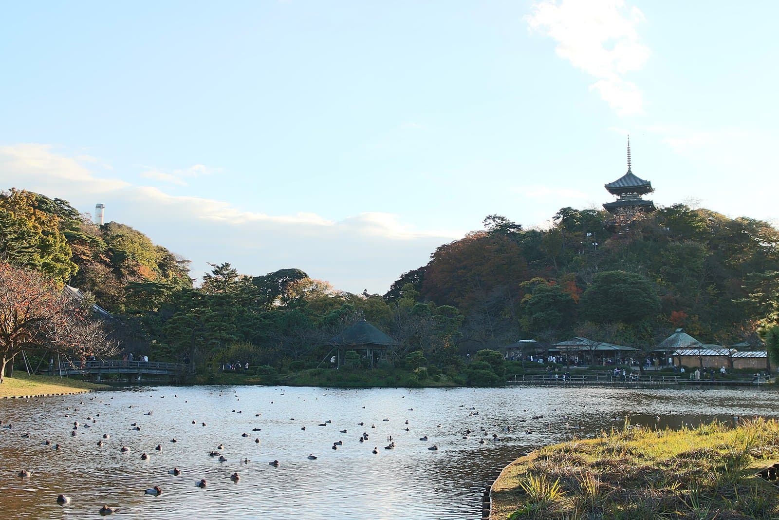 カモの浮かぶ大きな池と色づいた木々、丘の上の三重塔