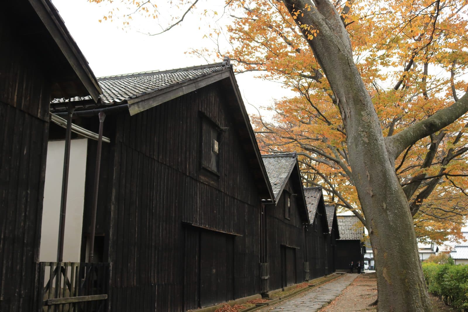 A row of black wooden rice warehouses beside zelkova trees in autumn colours