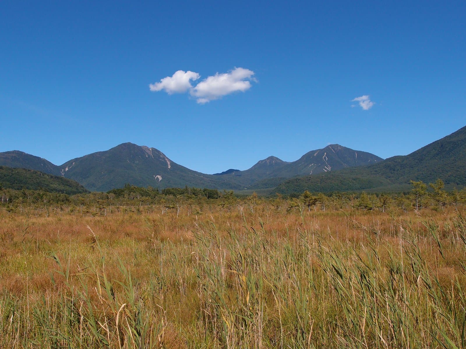 A golden grassy marsh with green mountains behind under a blue sky