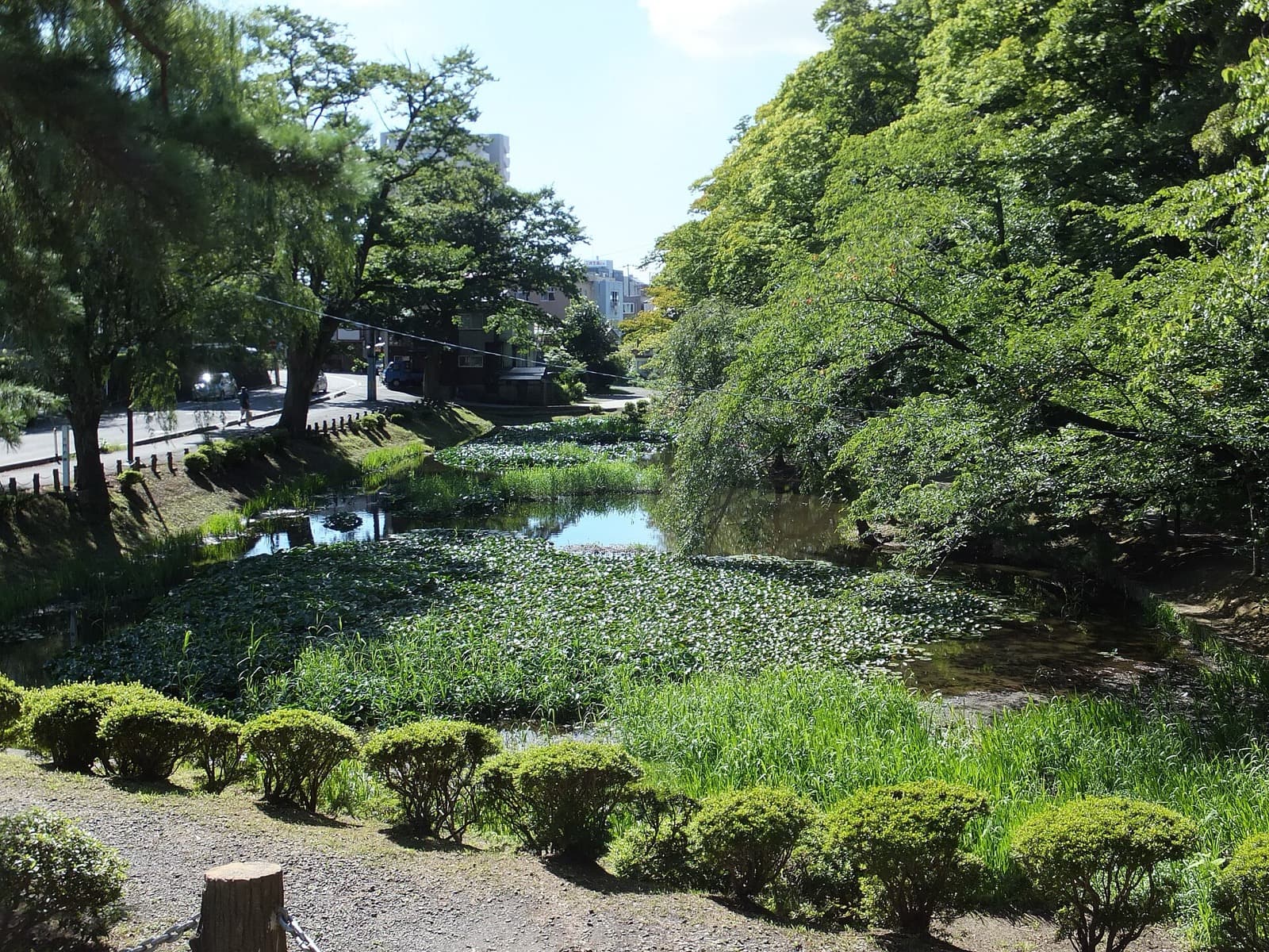 夏の、水草に覆われた木々の並ぶ内堀