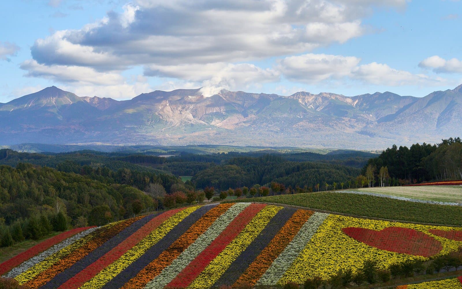 Striped flower beds on a hill with forest and the Tokachi mountains behind