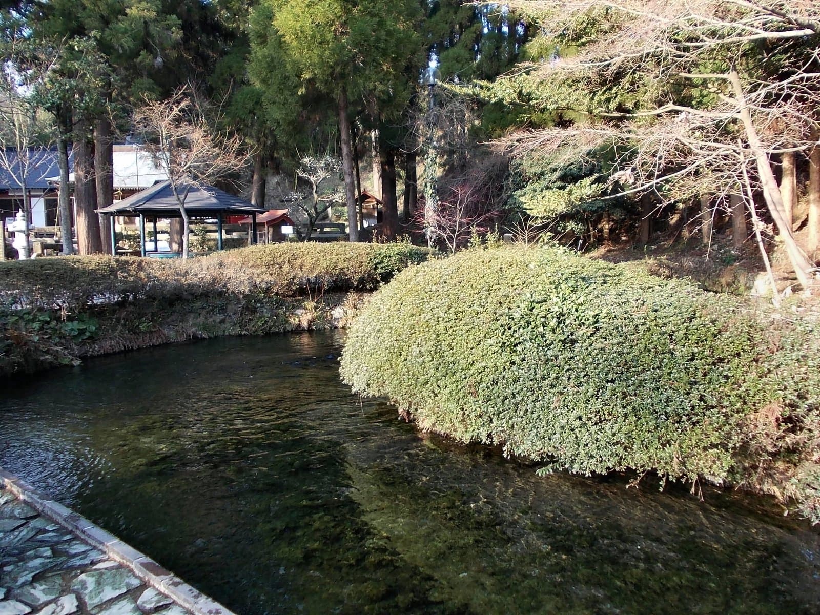 木々に囲まれた、緑の茂みがある澄んだ湧水の池