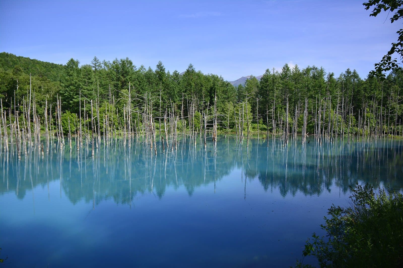 Blue water with standing dead larches, and green forest behind