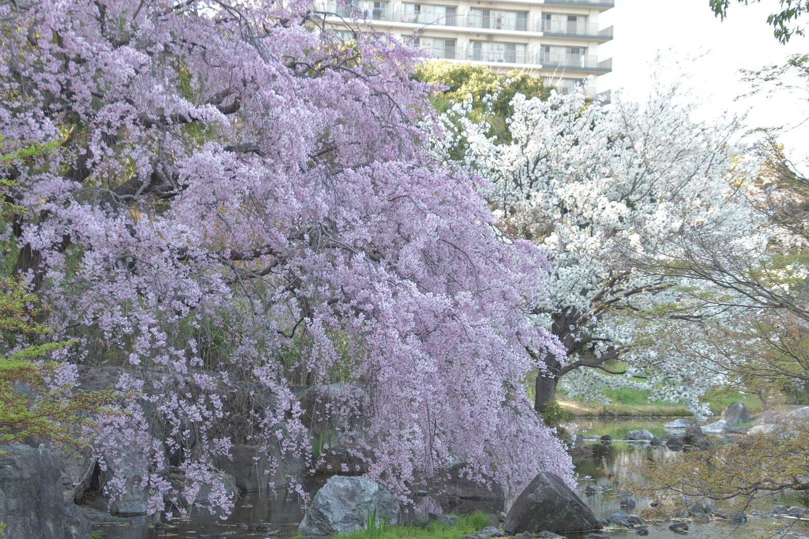池のほとりの淡い桃色の枝垂れ桜と白い桜