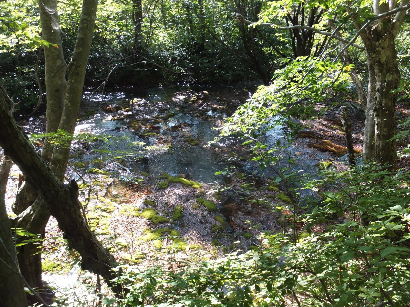 Spring water flowing over mossy ground between trees