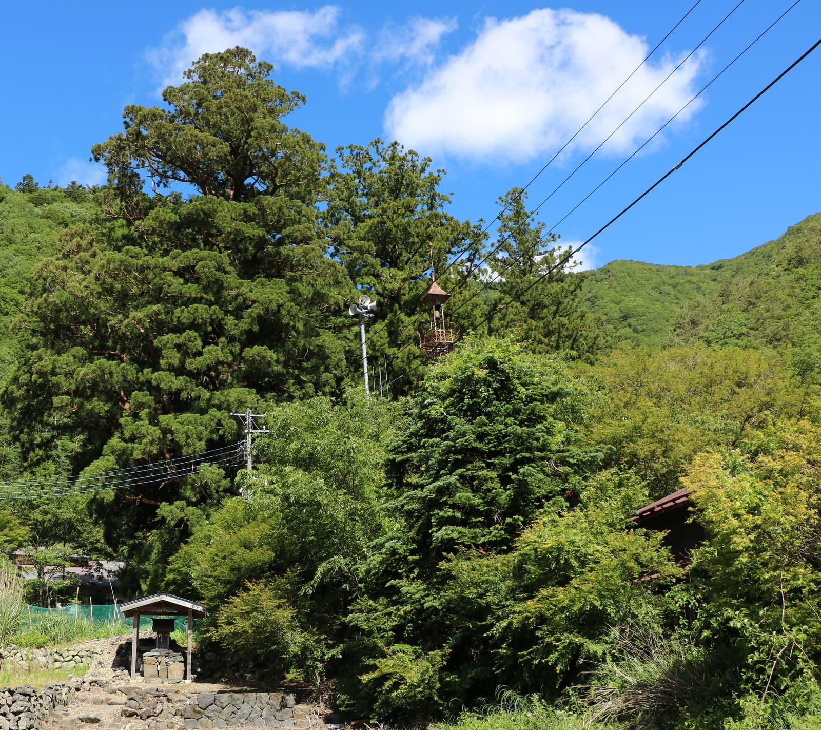 青空の下、緑の木々と小さな祠の上にそびえる大きな古い杉