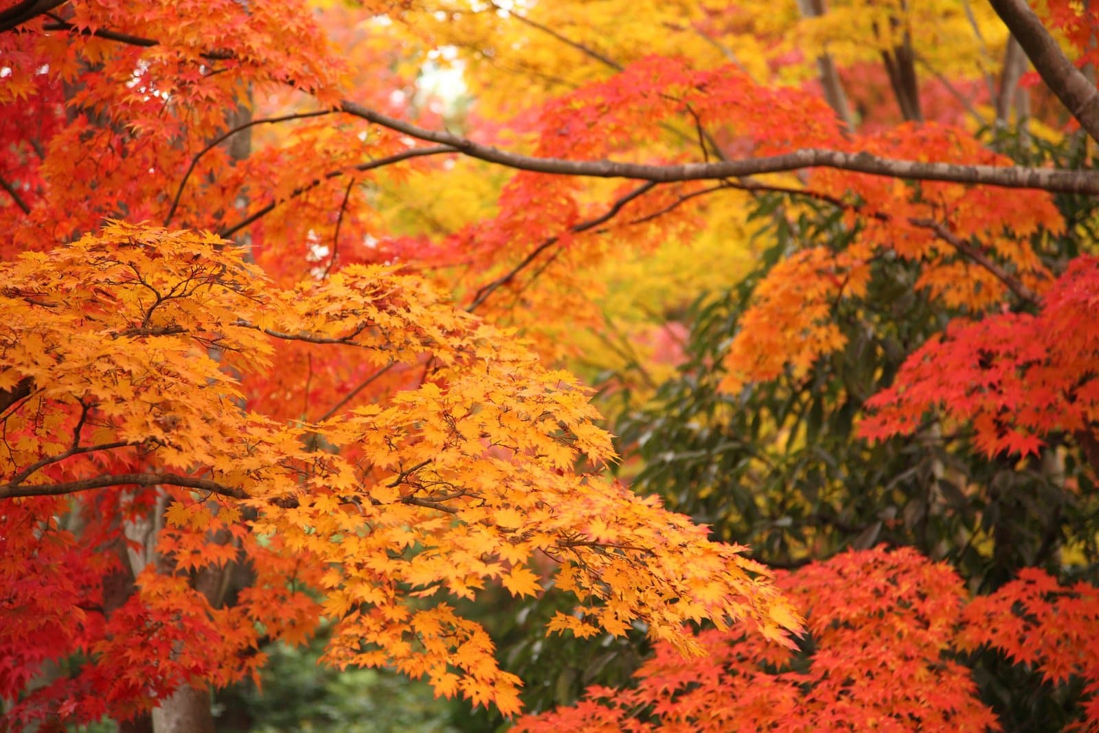 Maple branches in vivid orange, red and yellow autumn leaves