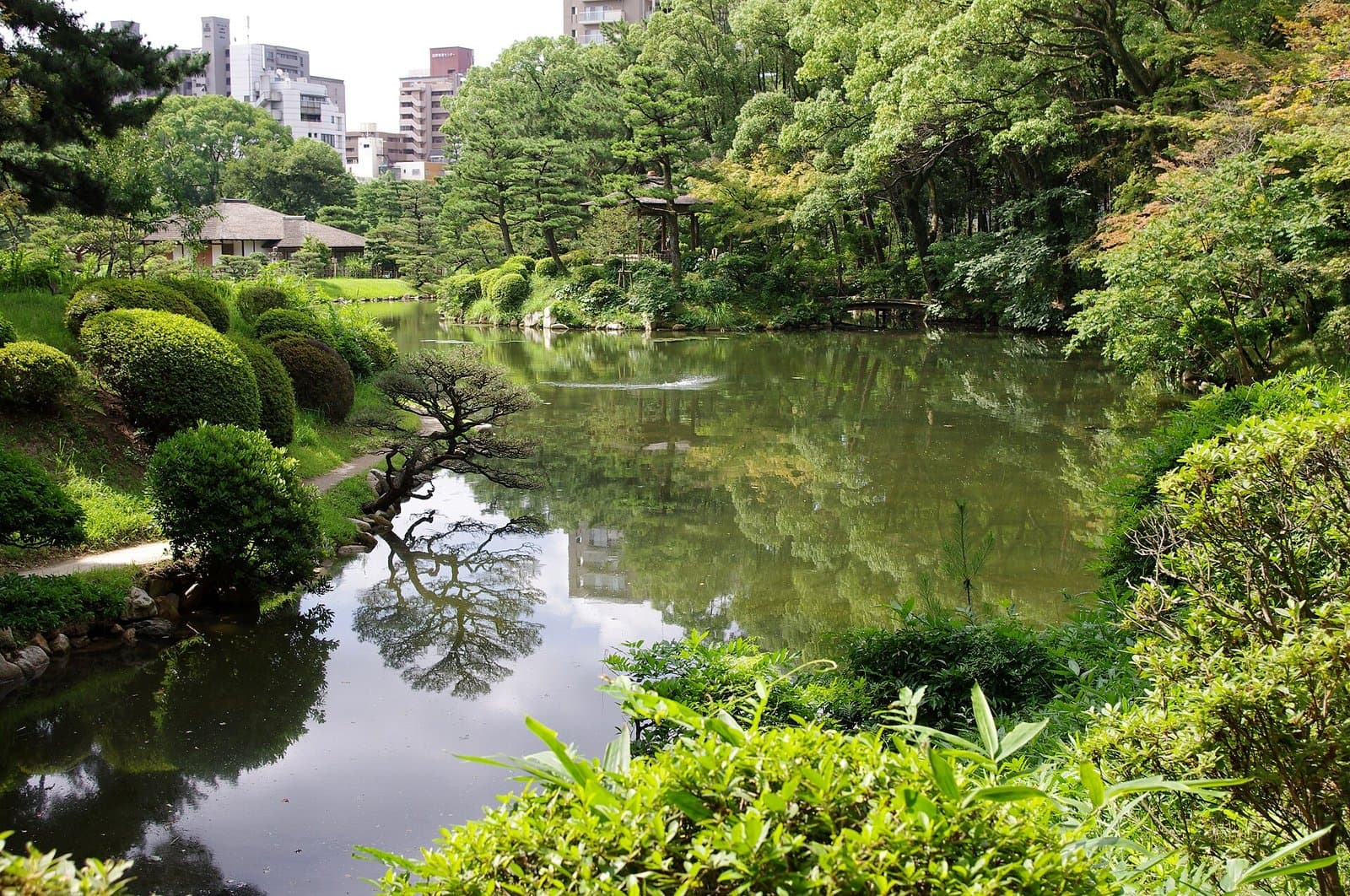 A green pond reflecting pine trees and clipped shrubs, with a small building and city towers behind