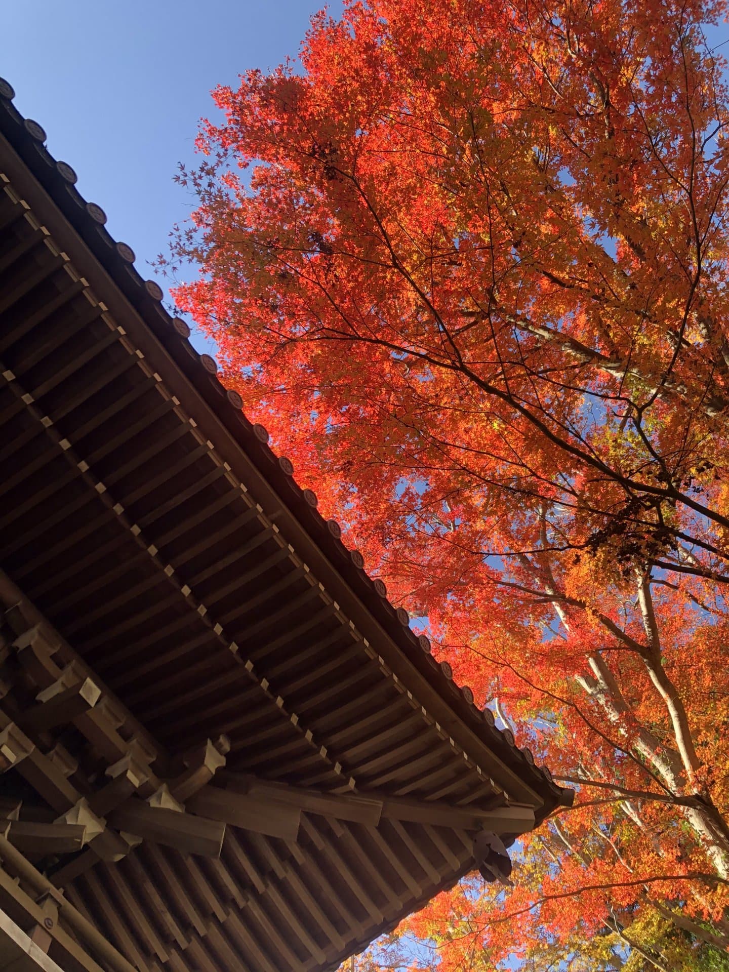 Red and orange maple leaves against a blue sky, beside the eaves of a wooden temple roof