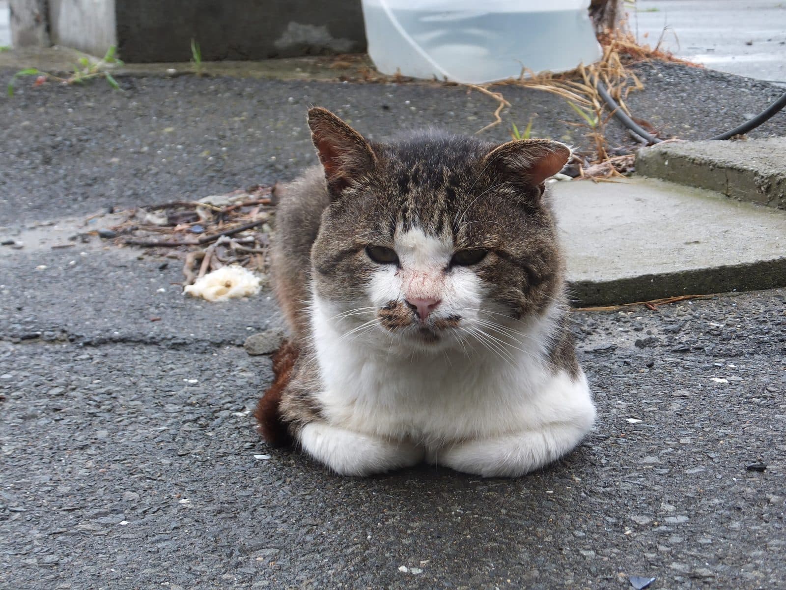A white and tabby cat sitting on the ground on Tashirojima