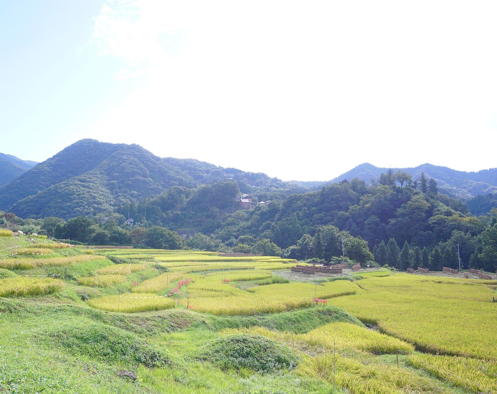緑の山々の下で黄金色に色づく棚田