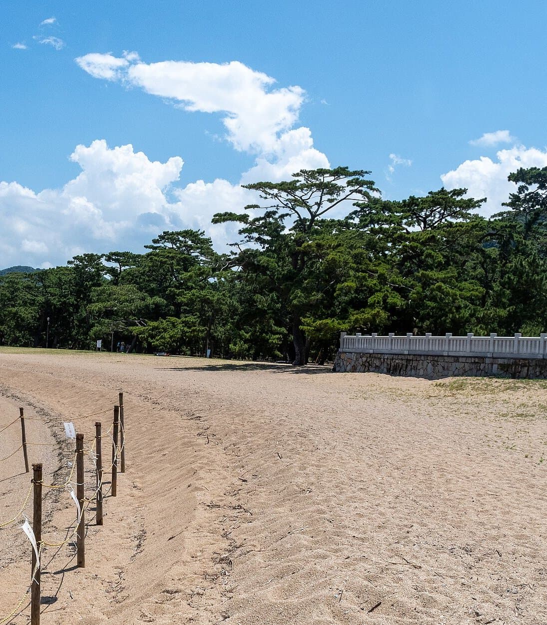 A sandy beach with a rope fence in front of a grove of tall pine trees