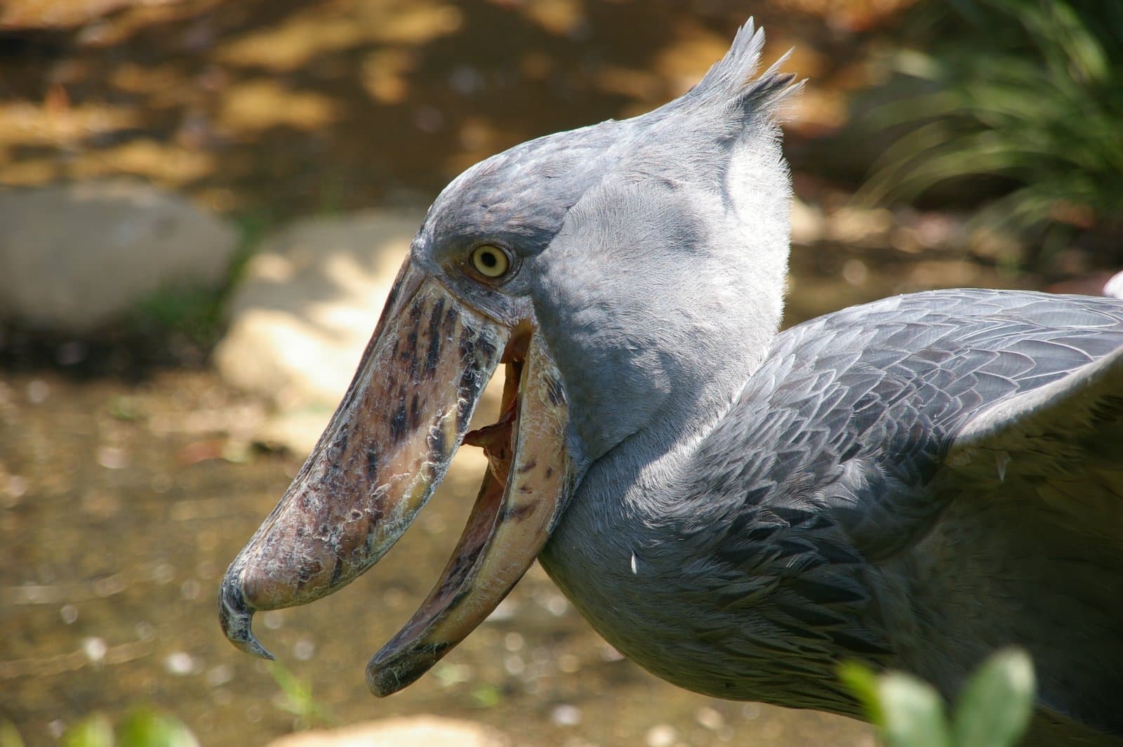 A grey shoebill with its huge bill open, seen from the side