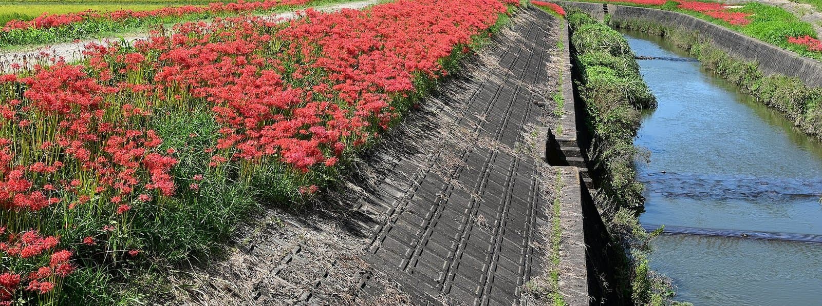 小さな川とコンクリートの斜面の横で、赤い彼岸花に覆われた土手