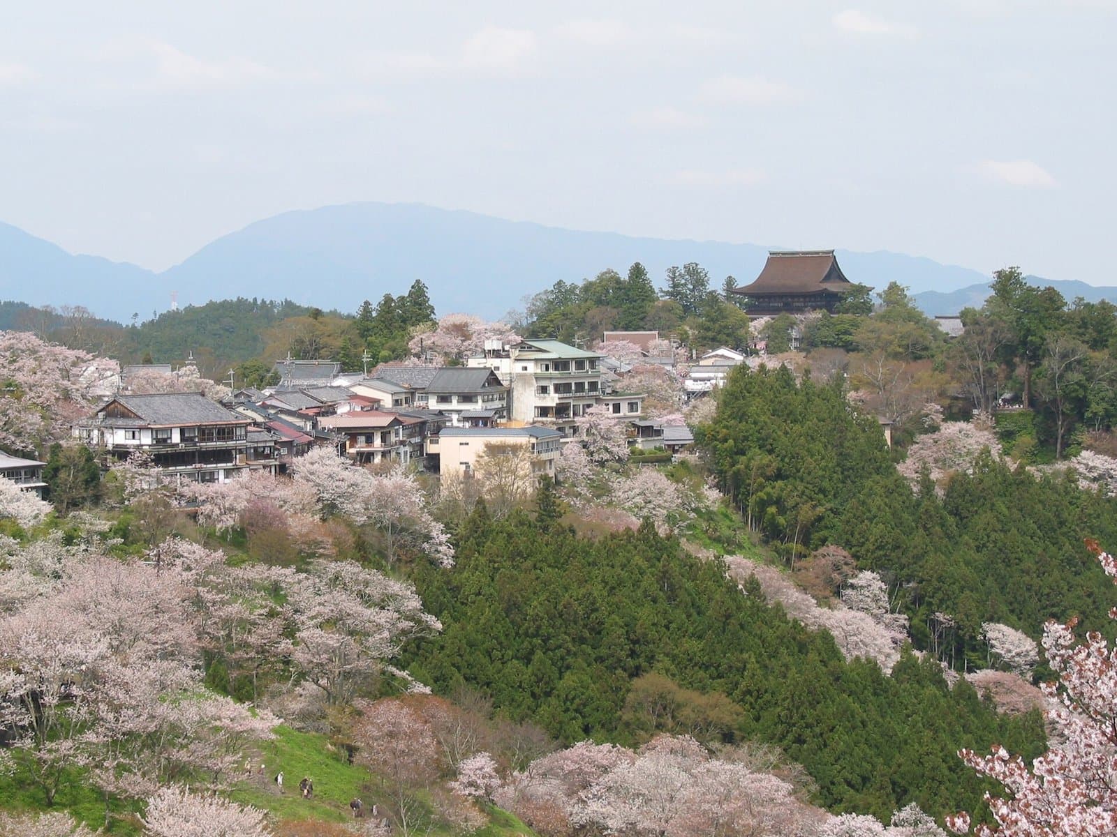 Hillsides of pale pink cherry trees and cedar forest below a ridge-top town and a large temple roof