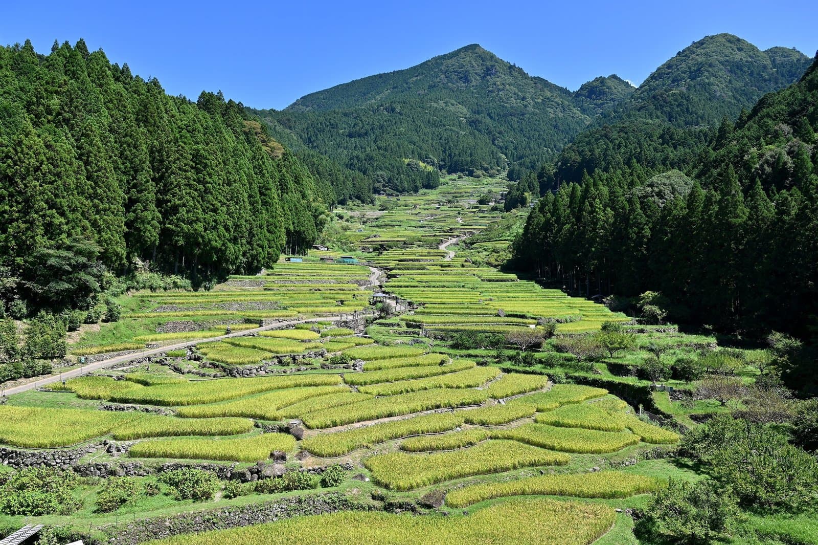 Terraced rice paddies with stone walls climbing a green valley between forested mountains