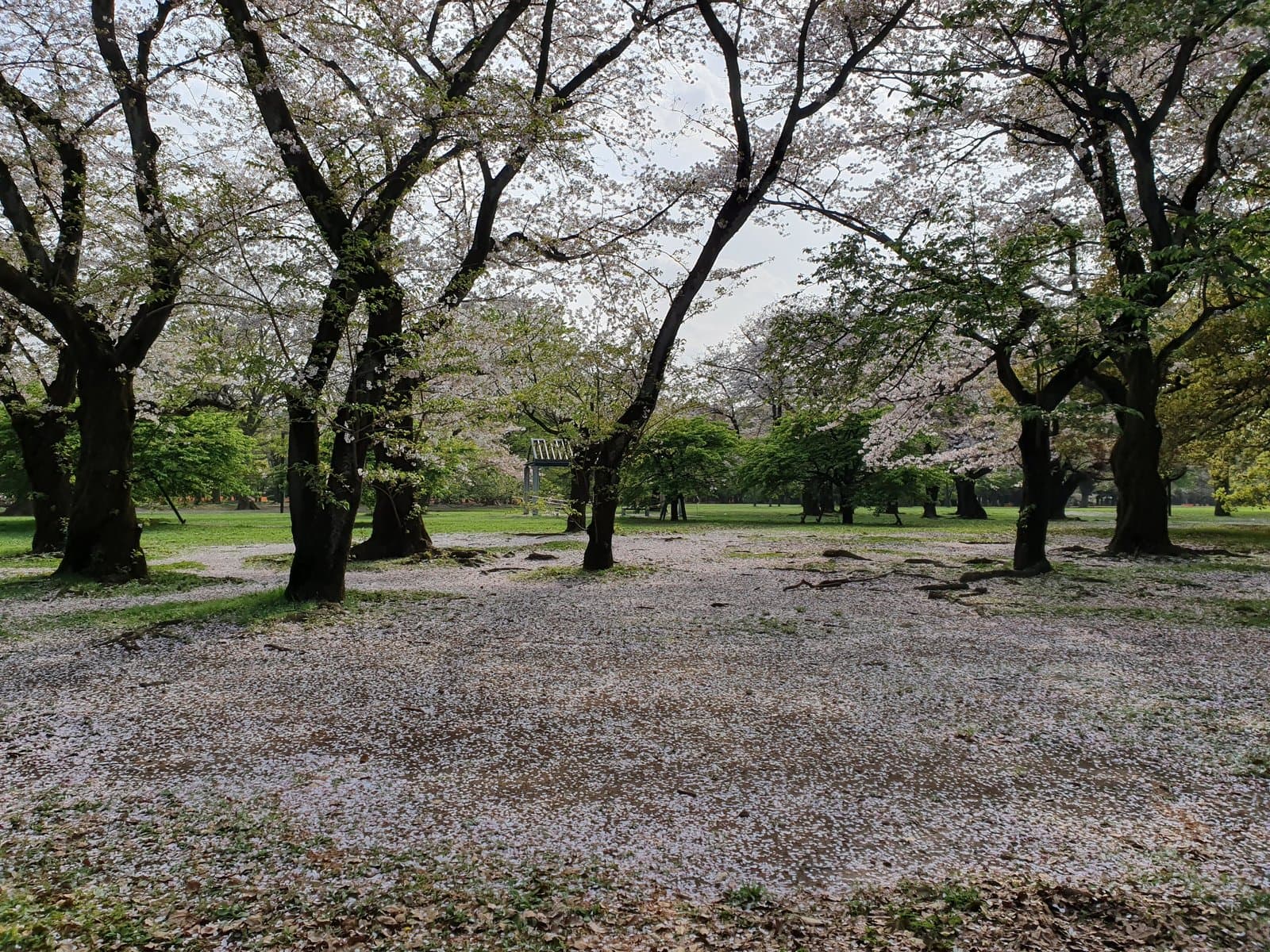 Old cherry trees in a park with the ground carpeted in fallen pink petals