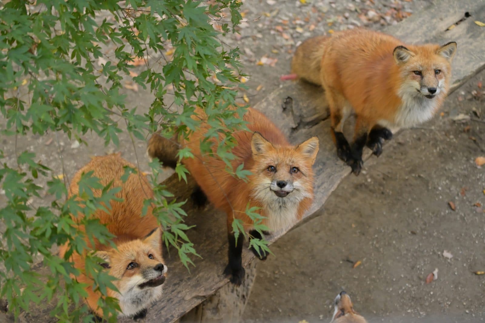 Three red foxes on a wooden bench looking up, under green maple leaves