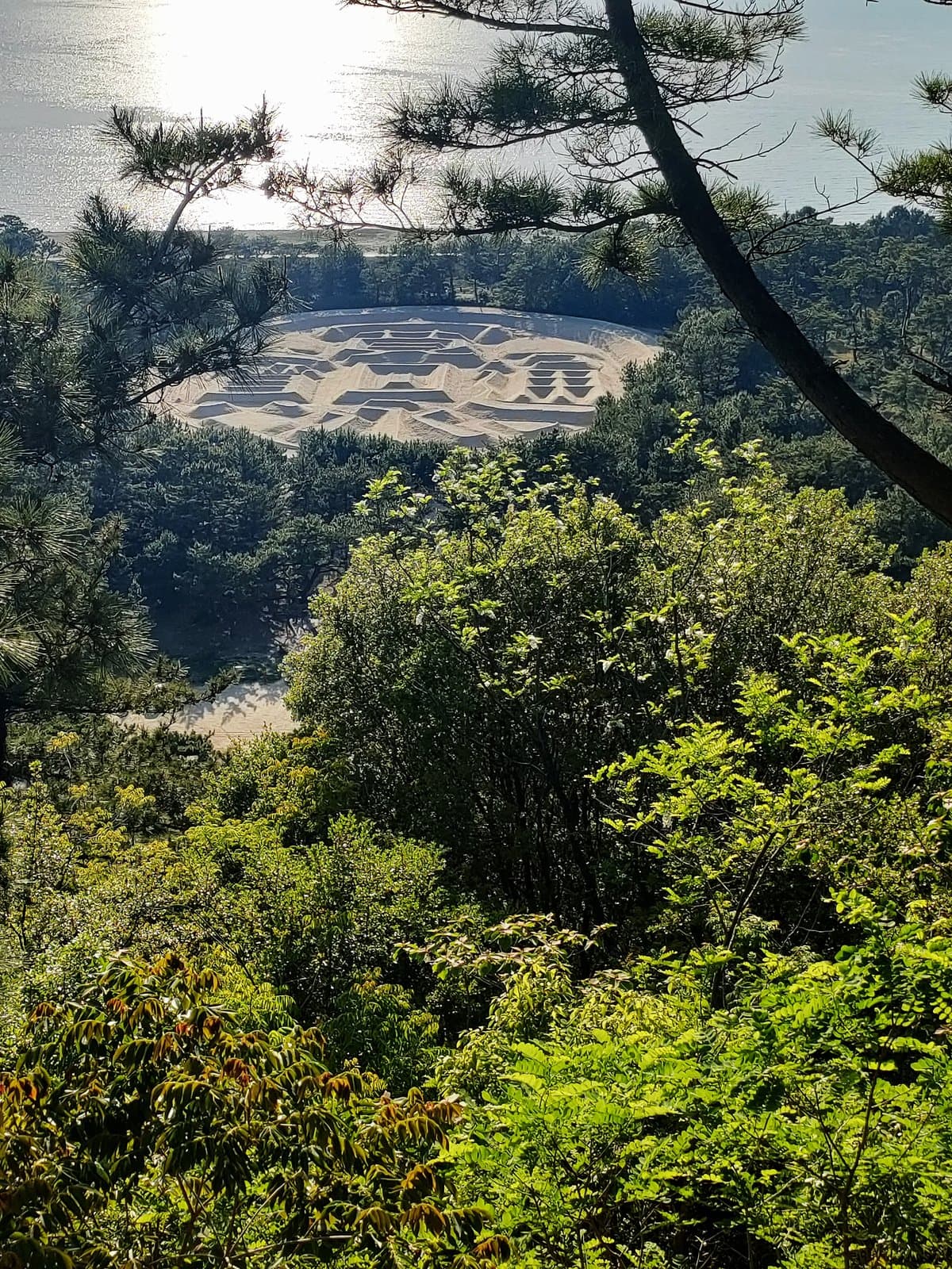 A giant coin-shaped sand drawing seen through pine branches above a shining sea