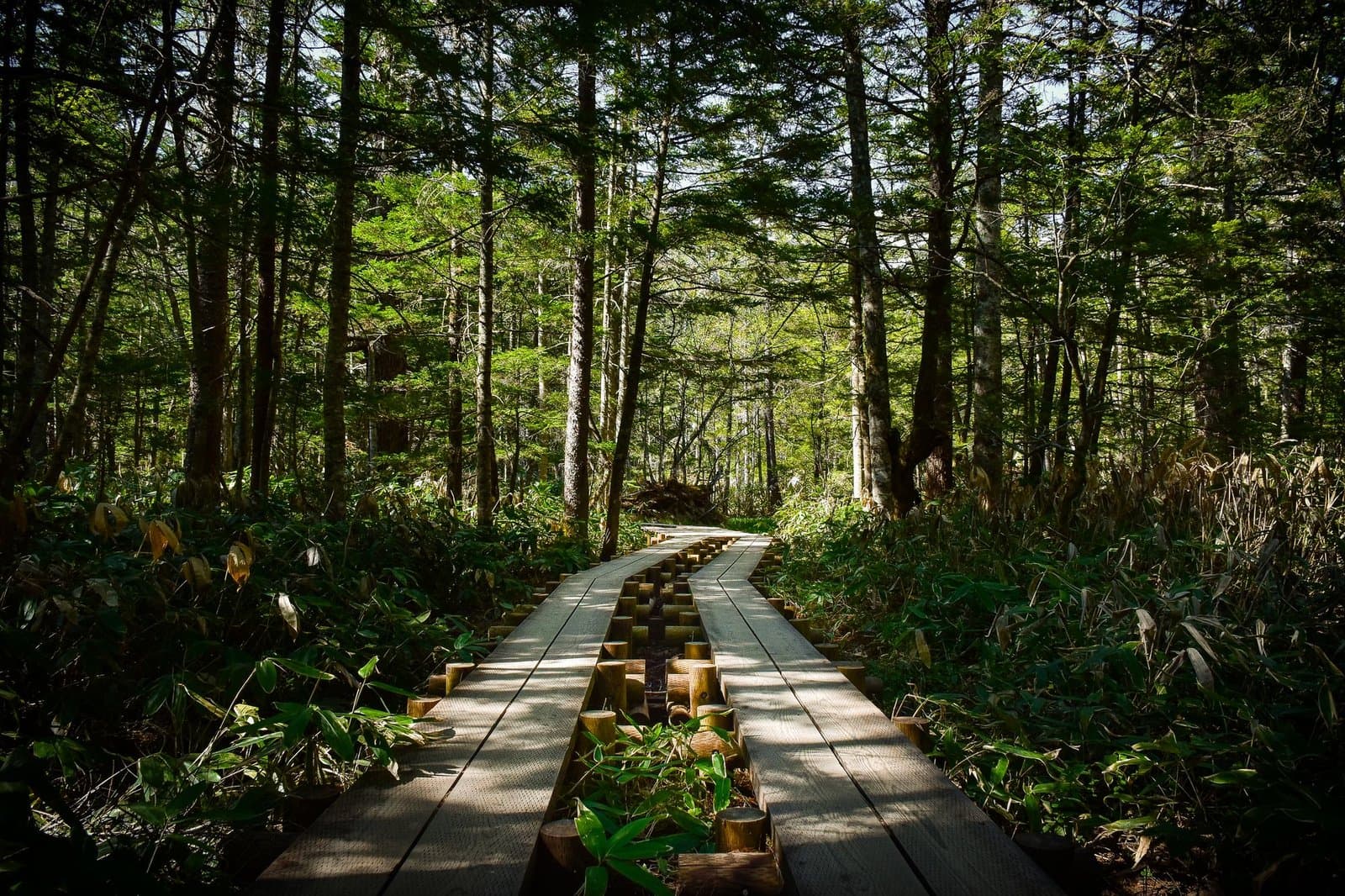 A wooden boardwalk through a green forest