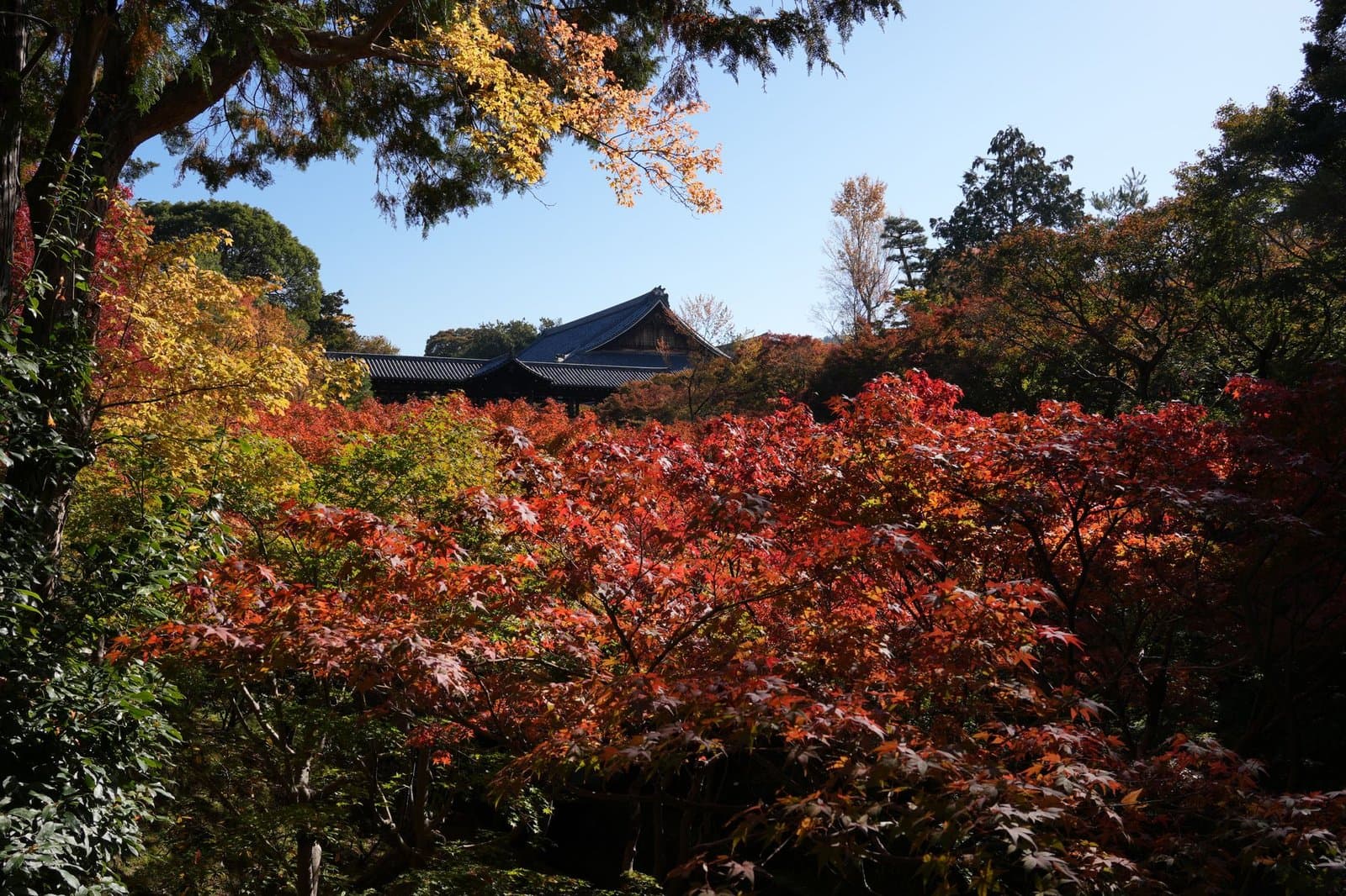 Bright red autumn maples below a temple roof