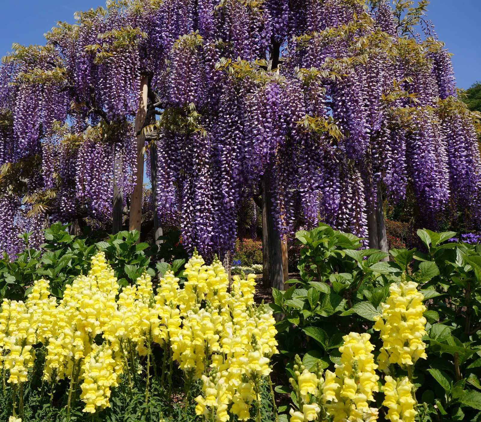 Long purple wisteria flowers hanging over yellow snapdragons