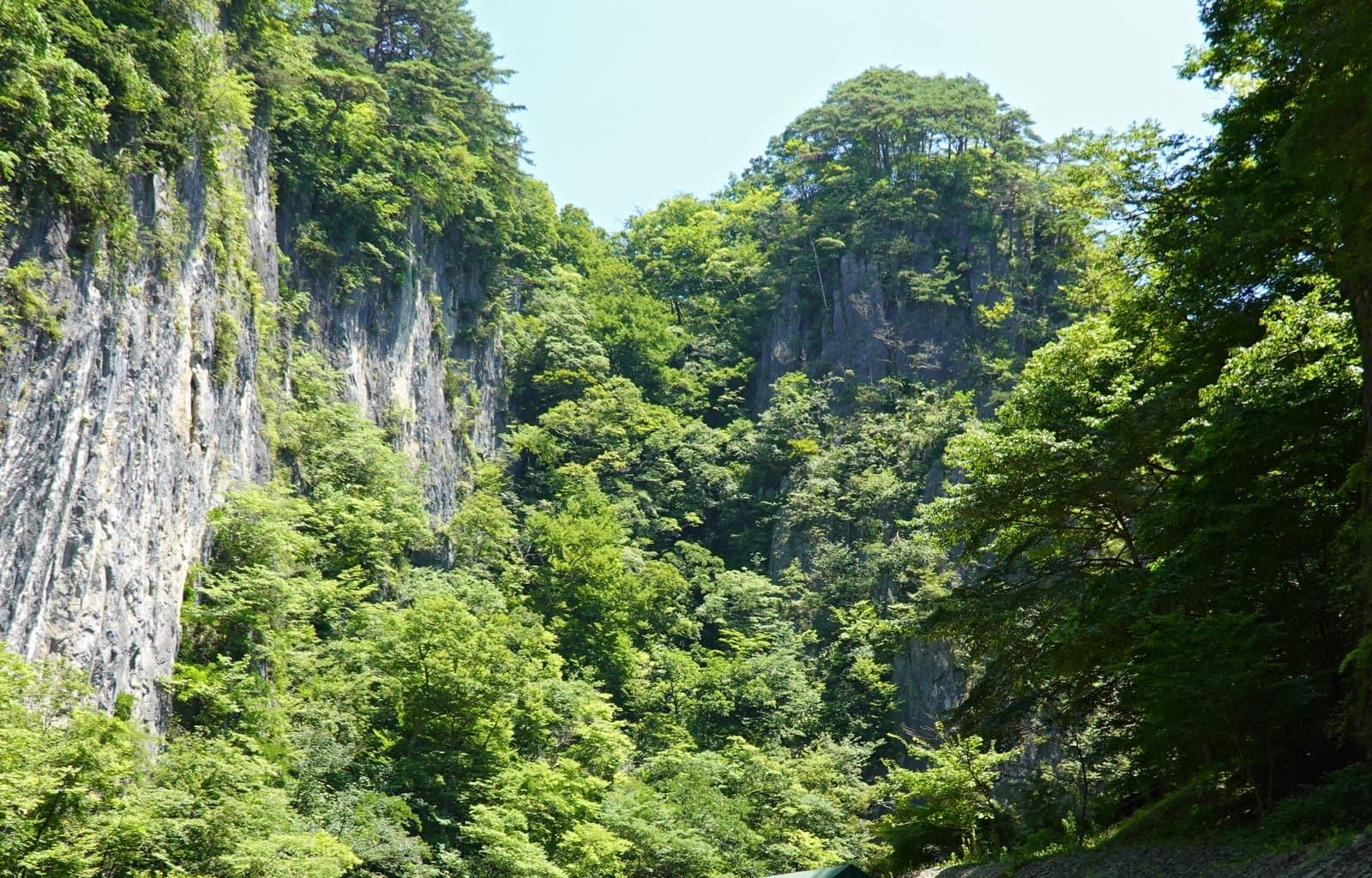 Tall grey cliffs and green forest in a gorge under a clear sky