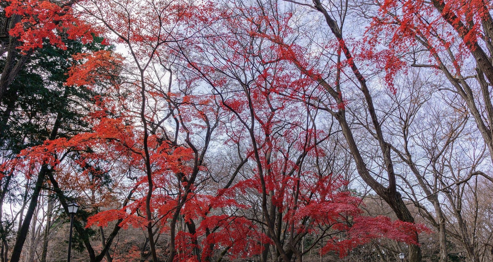 Maple trees in brilliant red among tall bare trees in a wooded park