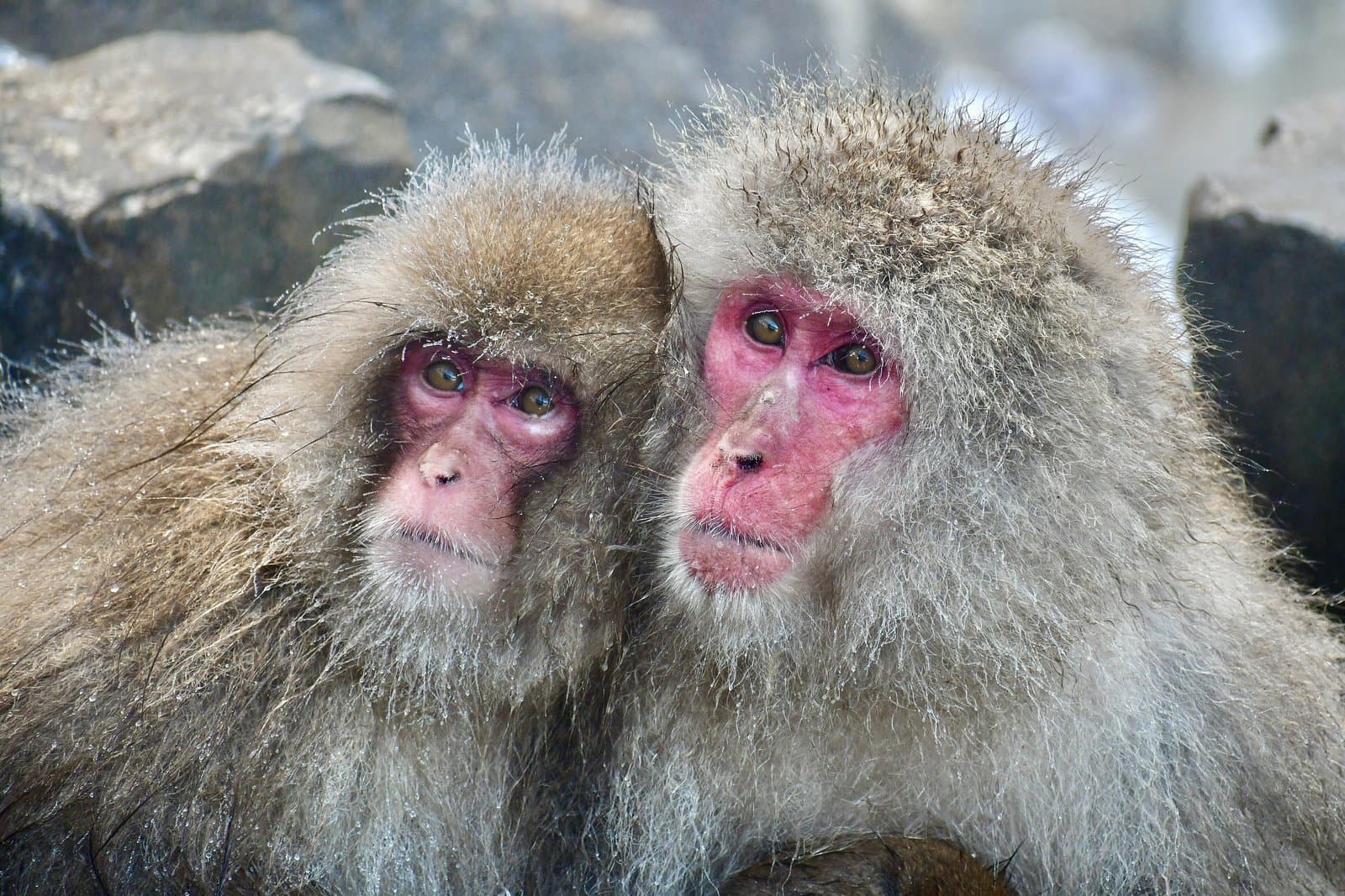 Two Japanese macaques with thick grey fur sitting close together