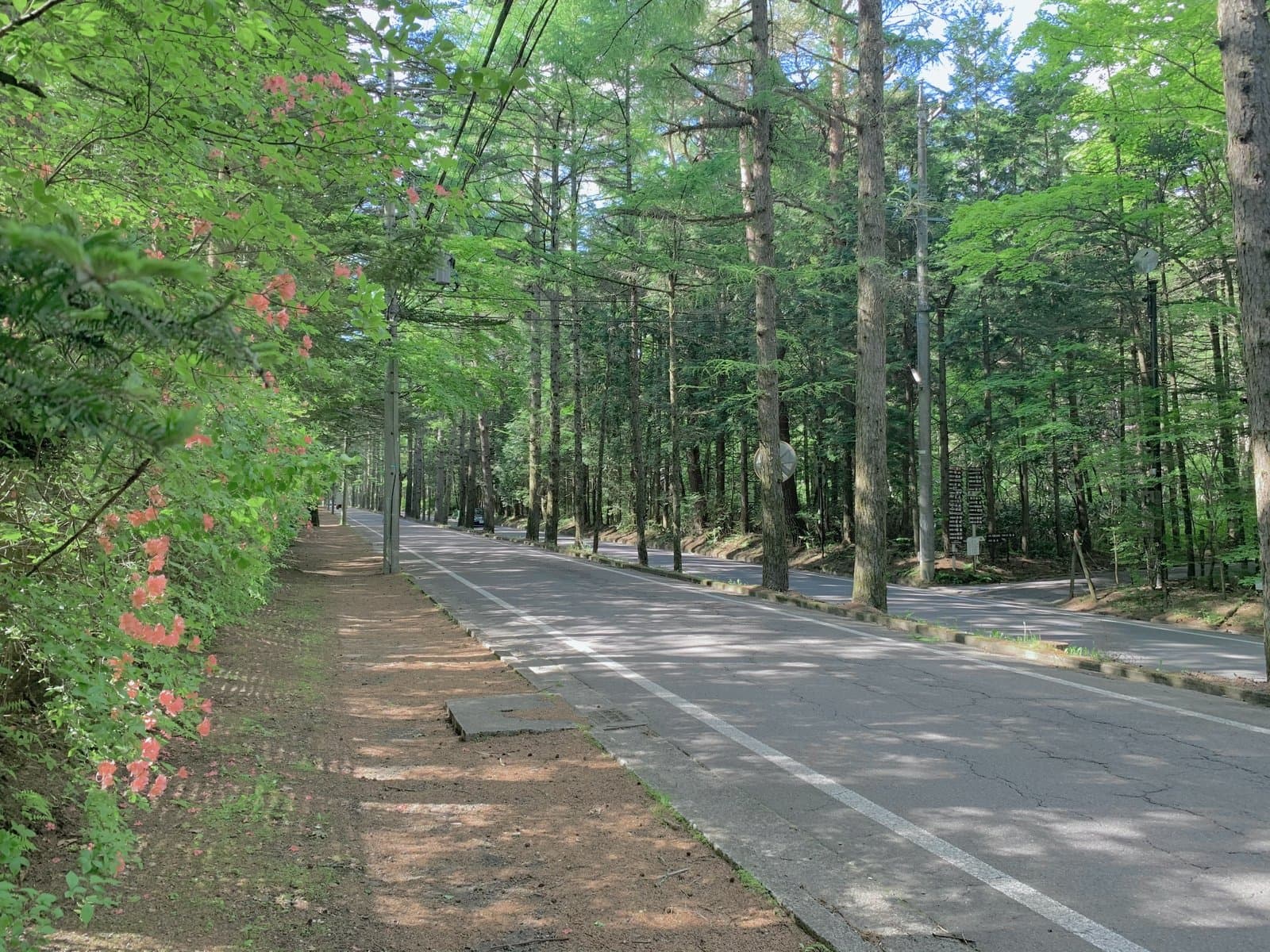 A quiet road through tall larch woods, with orange azaleas along the footpath