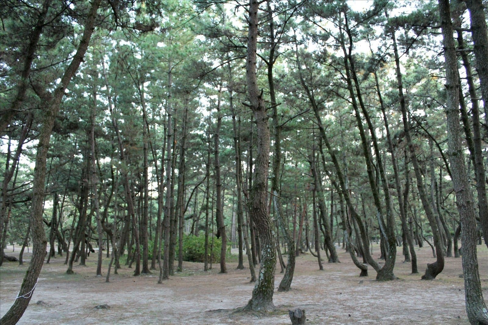 Tall black pines growing on sandy ground