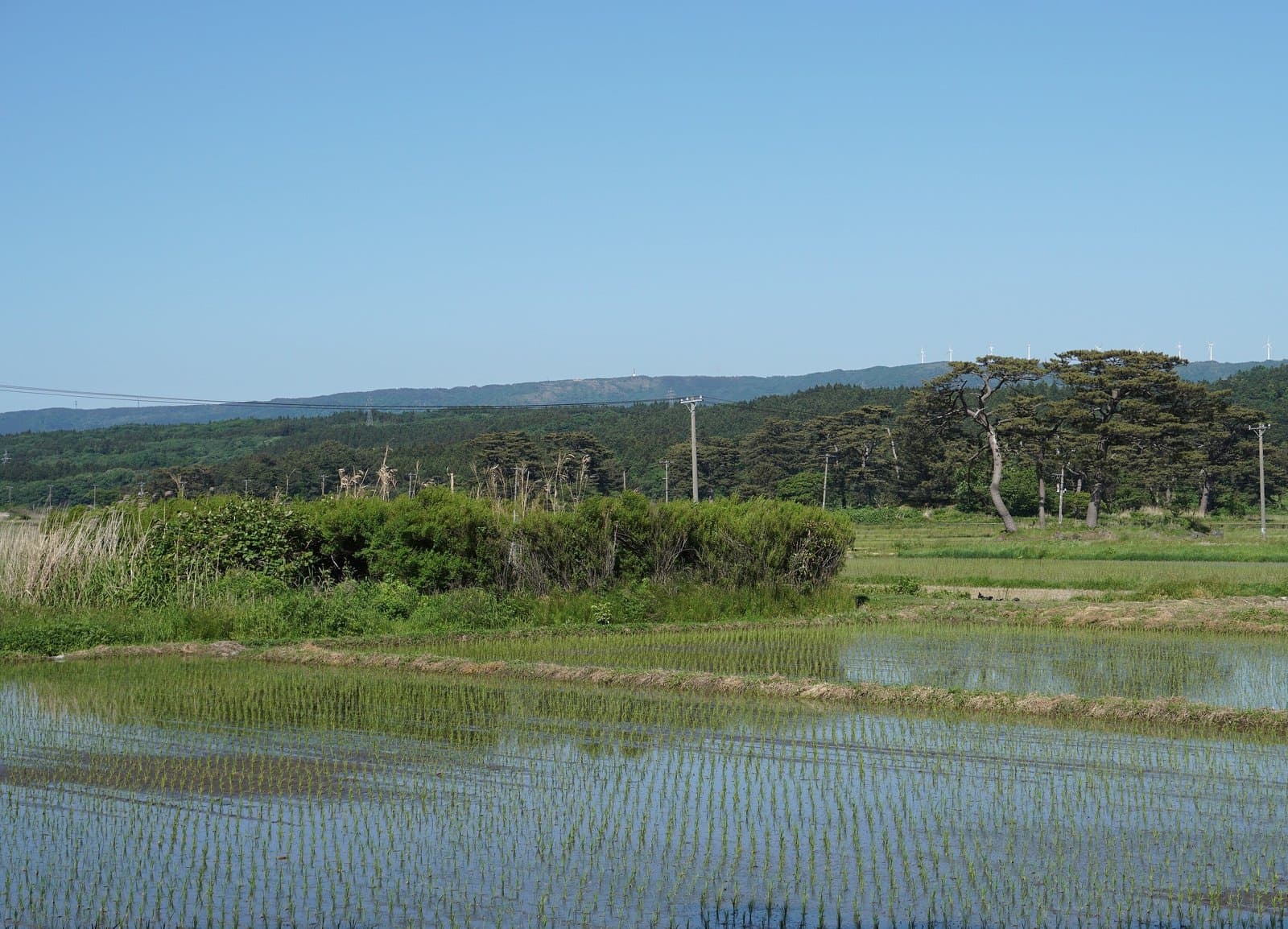 Pine-topped mounds rising from green rice paddies filled with water, with wooded hills beyond