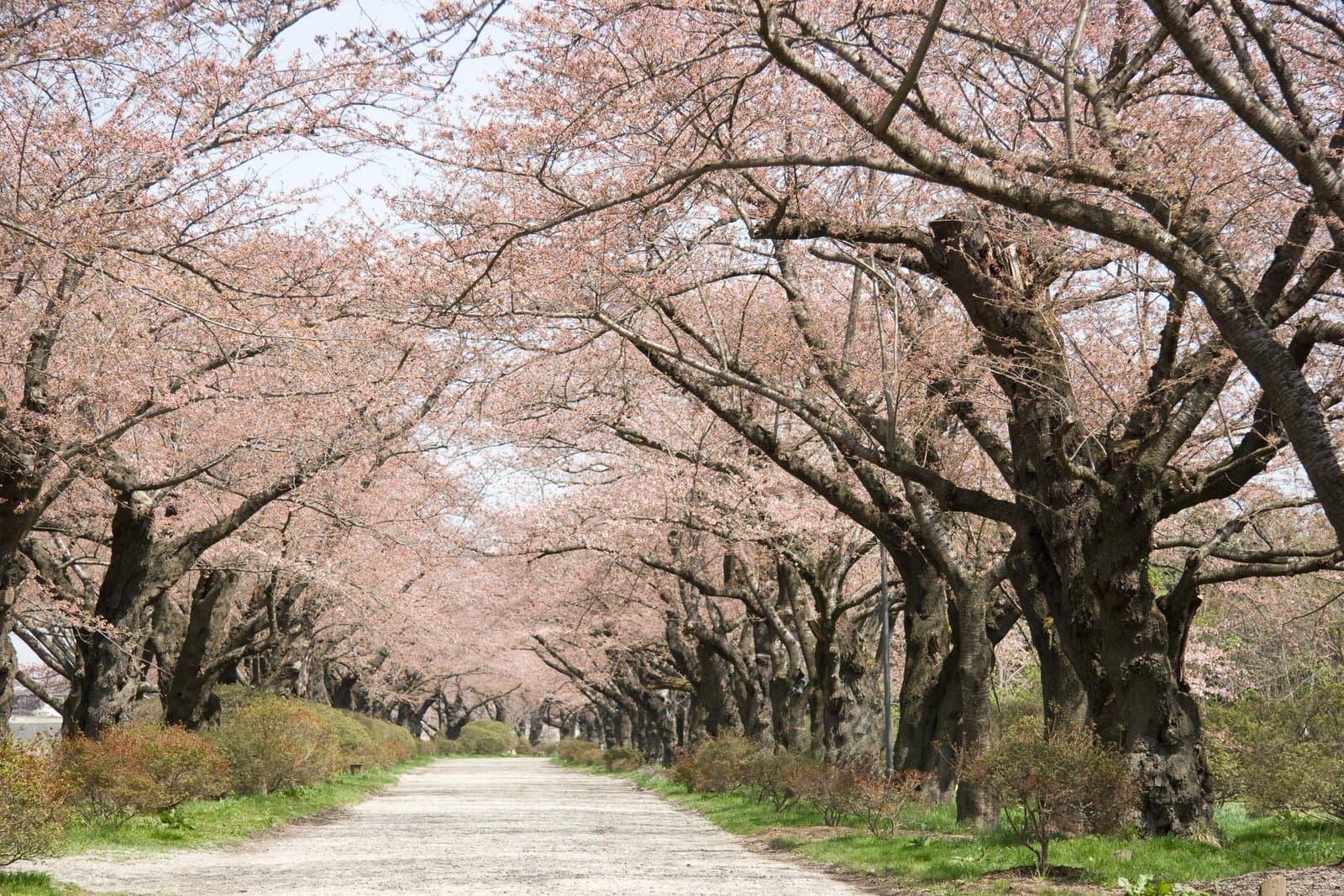 A gravel path under an avenue of cherry trees in blossom