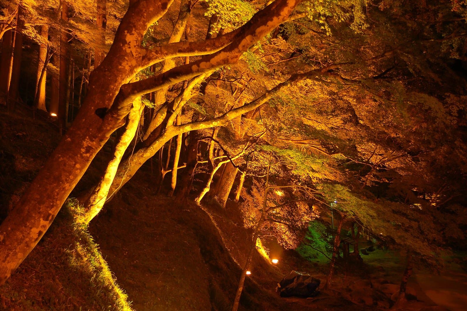 Maple branches glowing orange under night lights