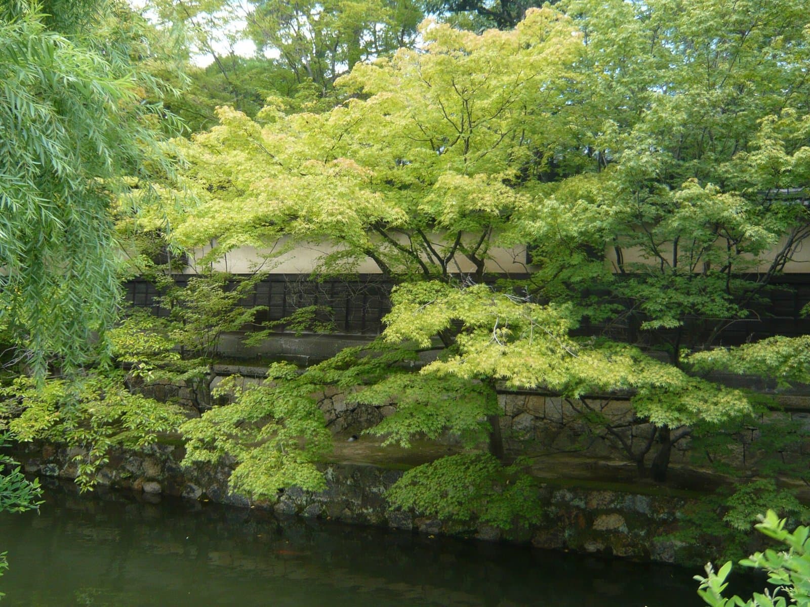 Fresh green trees hanging over a canal beside old storehouse walls