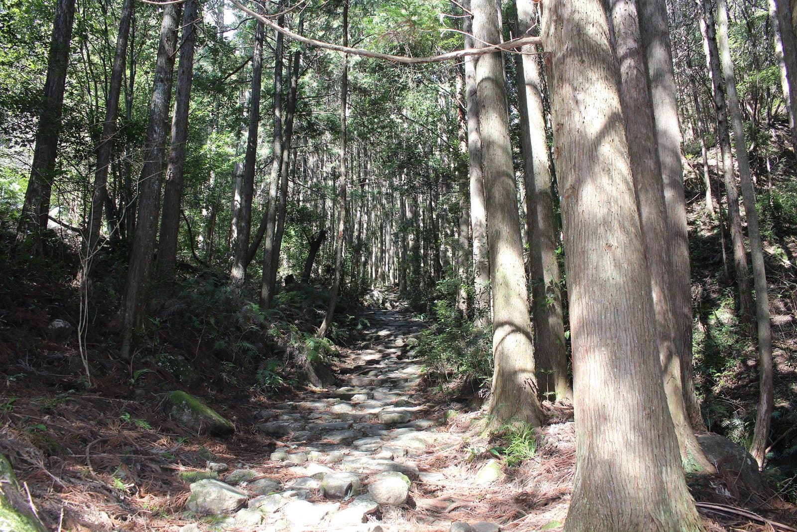A stone-paved path climbing through a forest of tall cypress trees