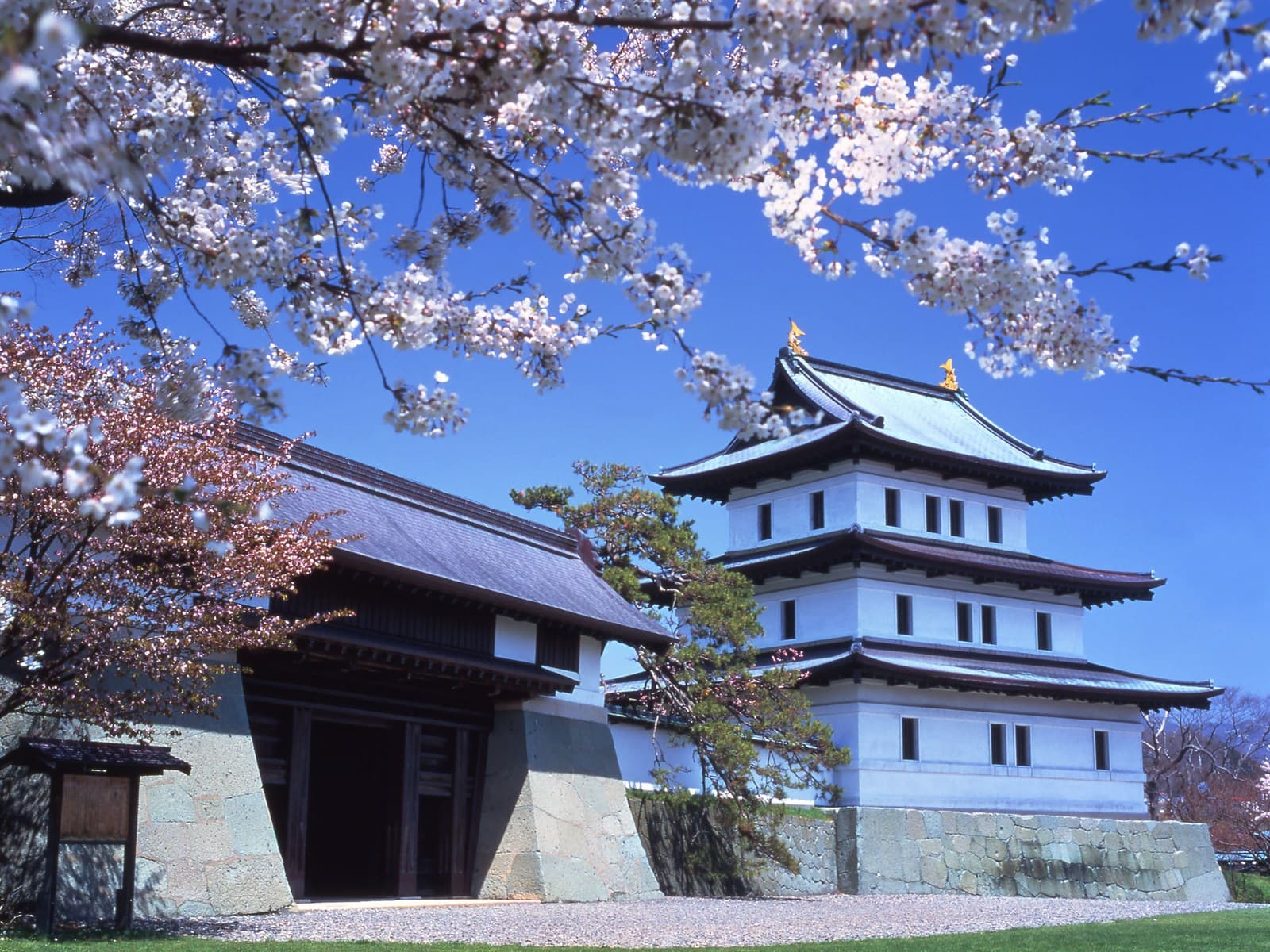 The white three-tiered keep and gate of Matsumae Castle under cherry blossoms