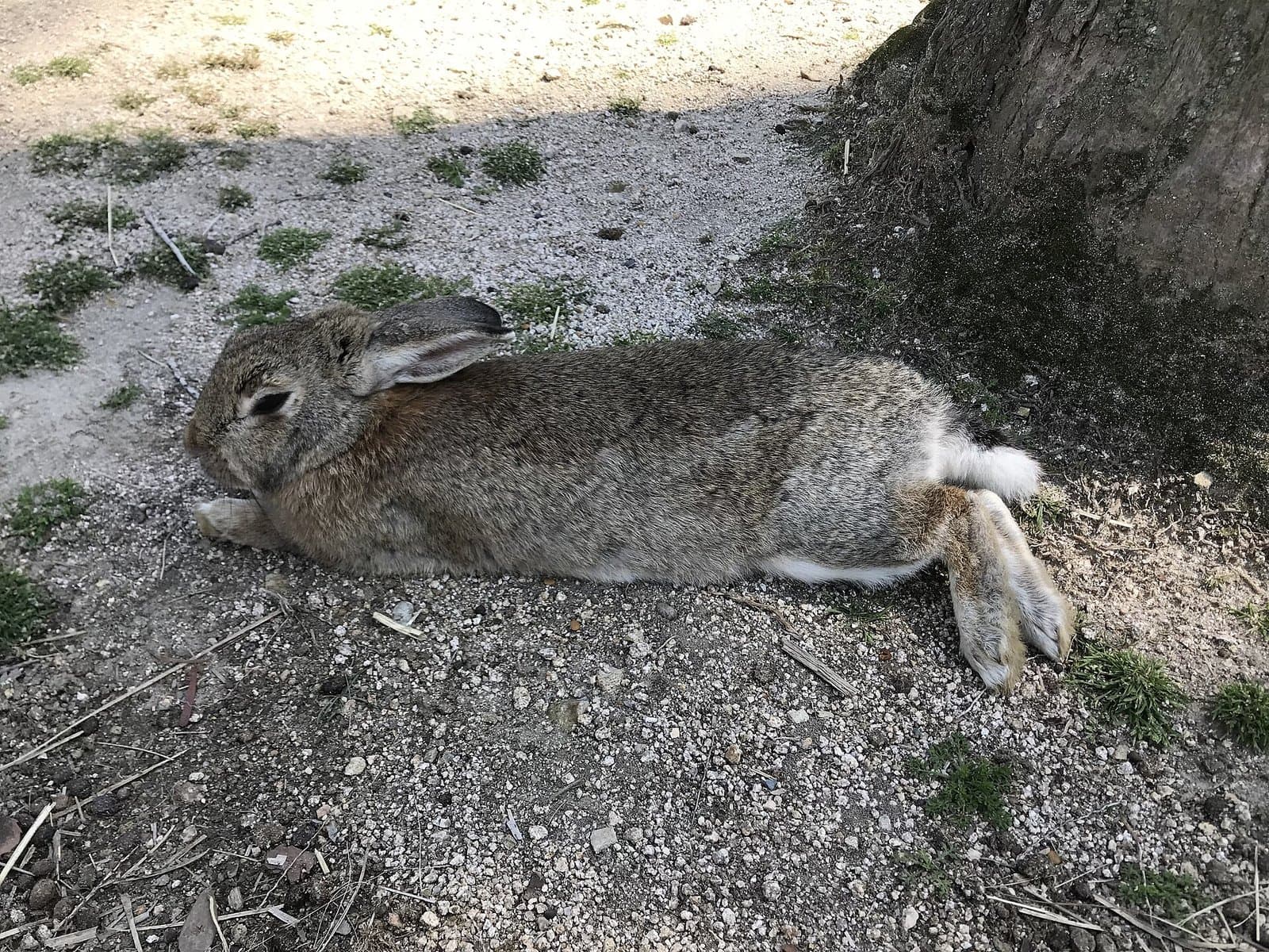 A brown rabbit lying stretched out on gravelly ground