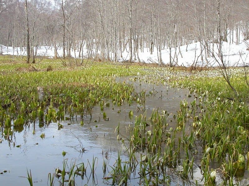 A marsh of skunk cabbage leaves in shallow water, with bare trees and snow behind