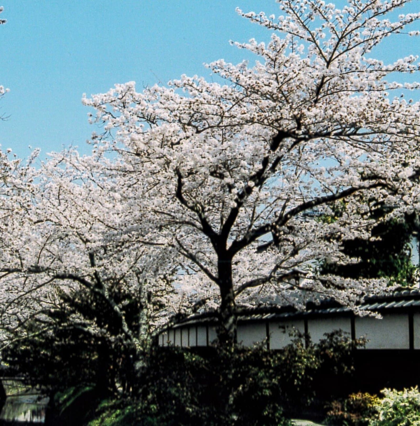 Cherry trees in full bloom against a blue sky, above shrubs and a white-walled building