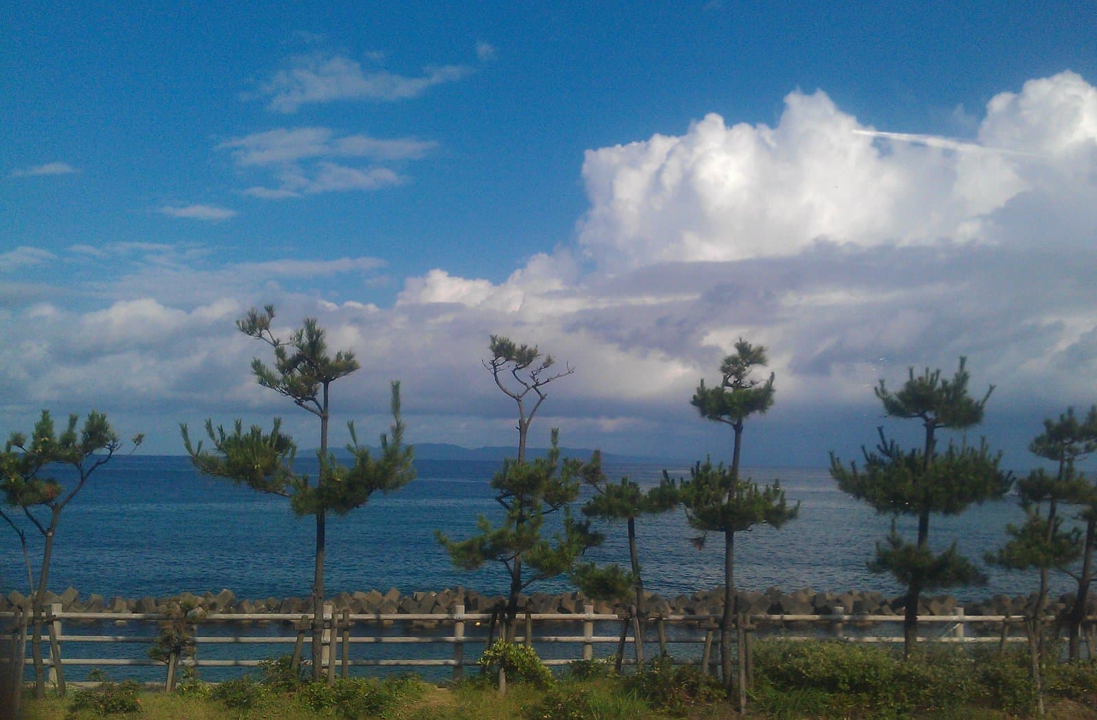 Pine trees along a seaside fence, with the blue Sea of Japan and summer clouds behind