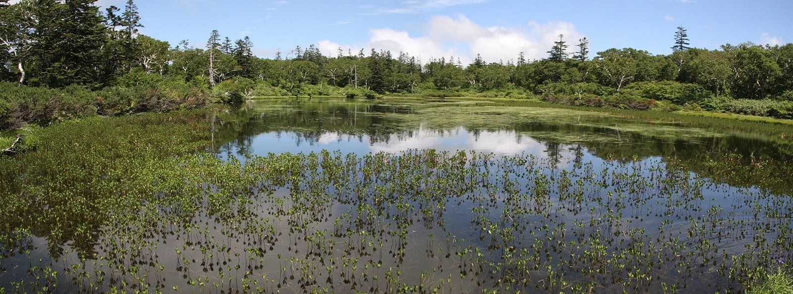 A calm pond with water plants in the foreground and conifer forest around it under a blue sky