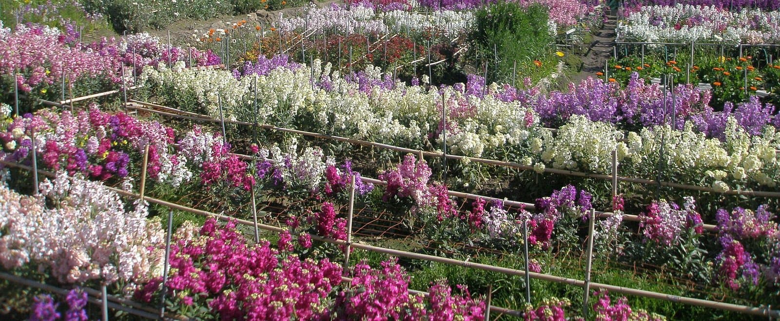 露地の畑に並ぶ桃色・紫・白の花