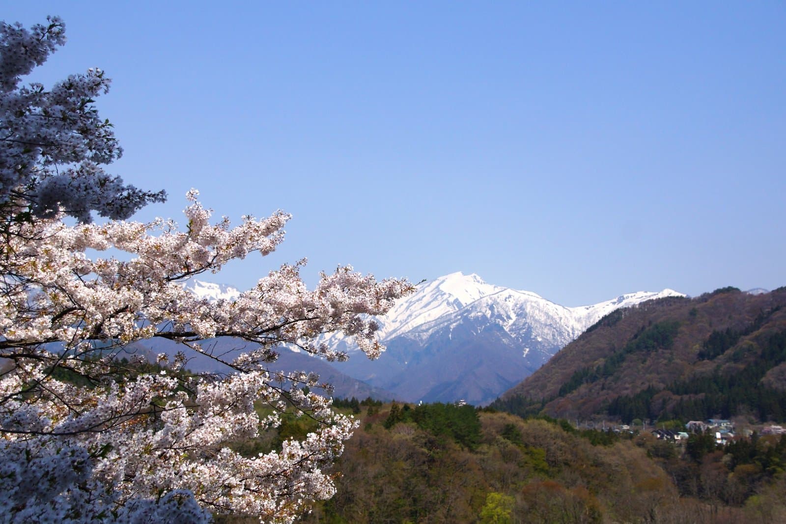 Snow-covered Mt Tanigawa under a blue sky, with cherry blossoms in front and wooded hills below