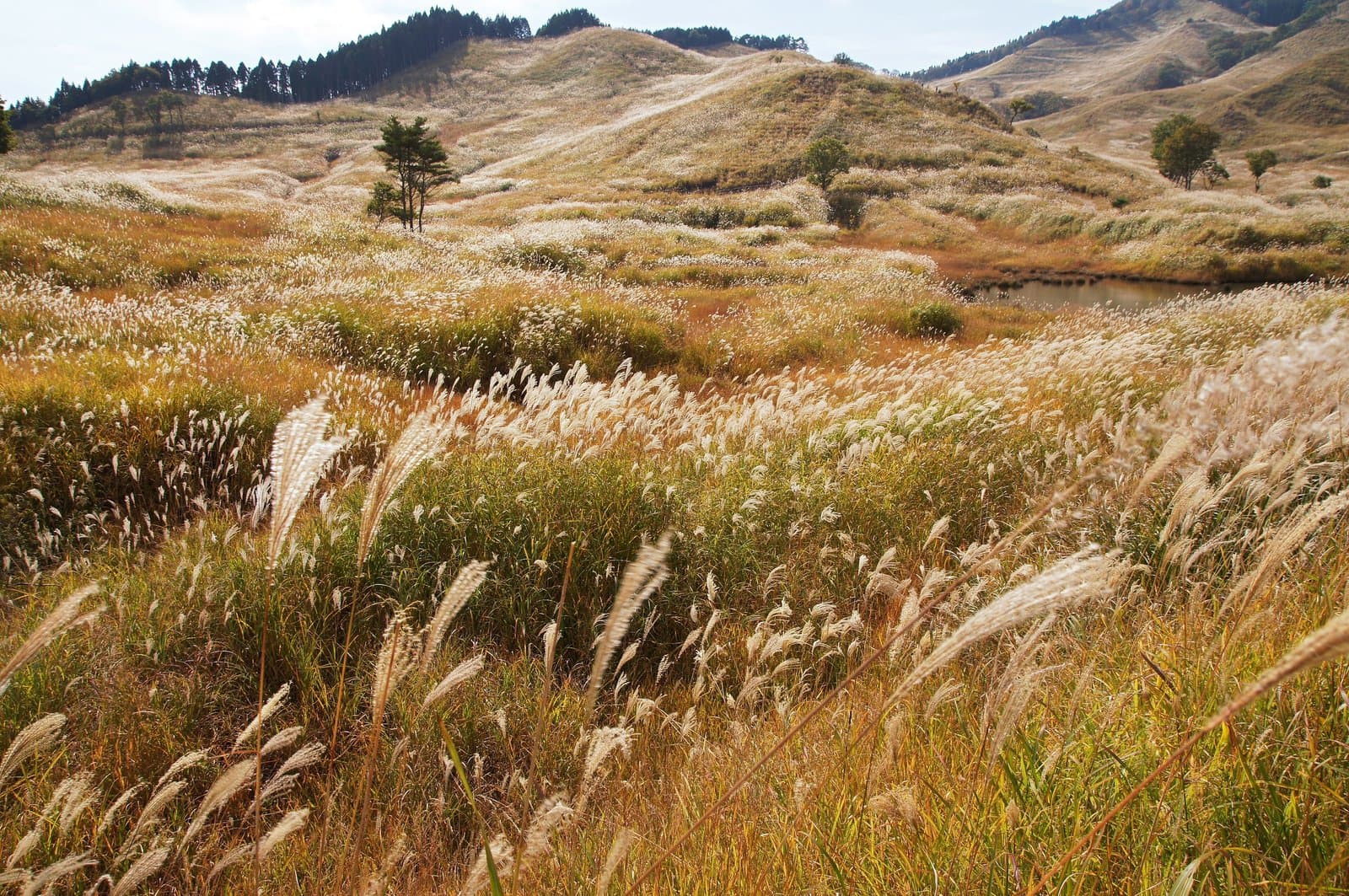 Rolling hills covered in silver pampas grass in autumn, with a few pine trees and a small pond