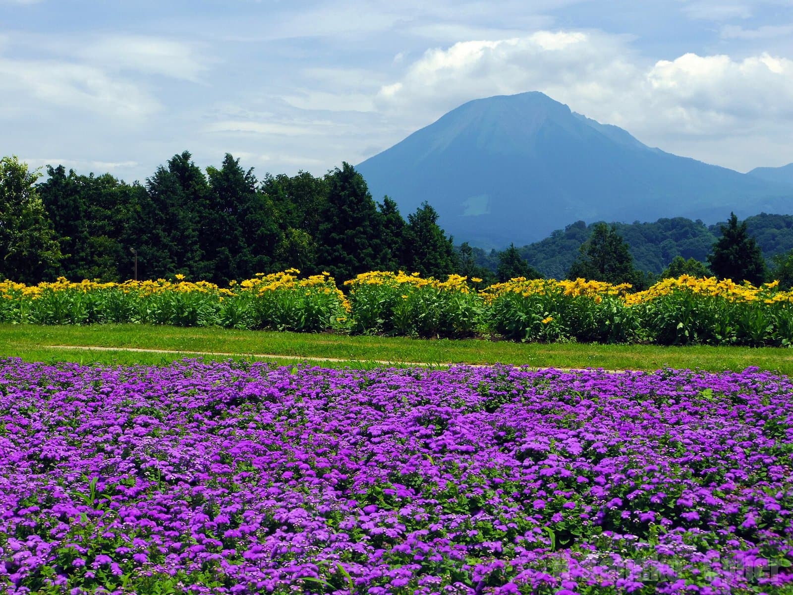 Fields of purple and yellow flowers with a large mountain rising beyond the trees