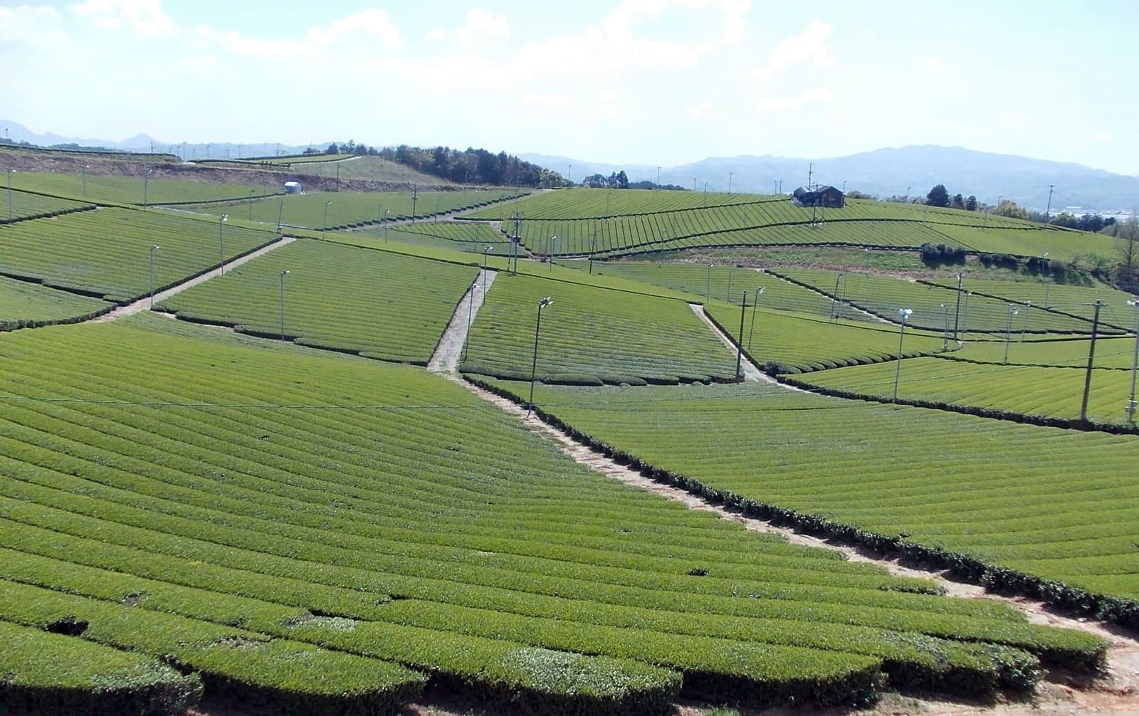 青空の下、なだらかな丘を覆う茶の木の列
